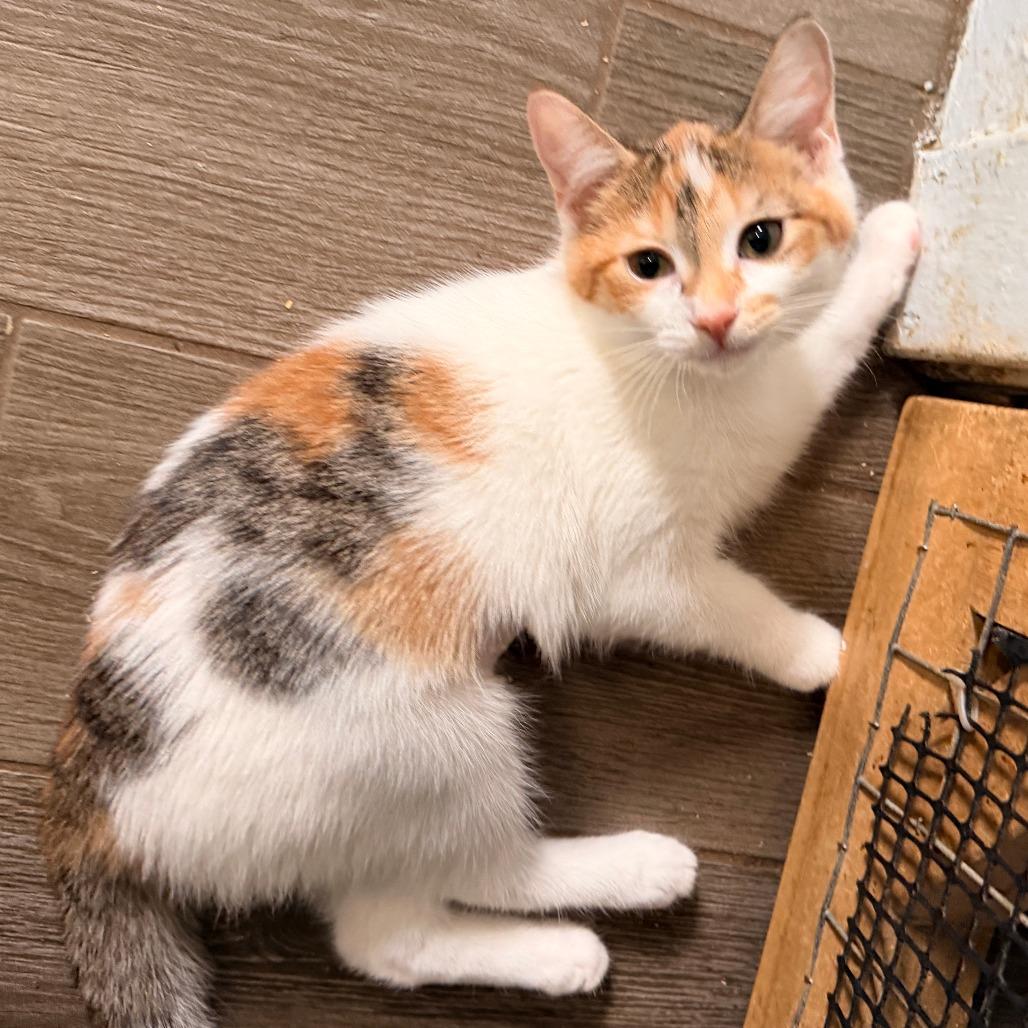 Enlarge Blanche, a Adoptable Domestic Short Hair in Richland, MI image 2/4