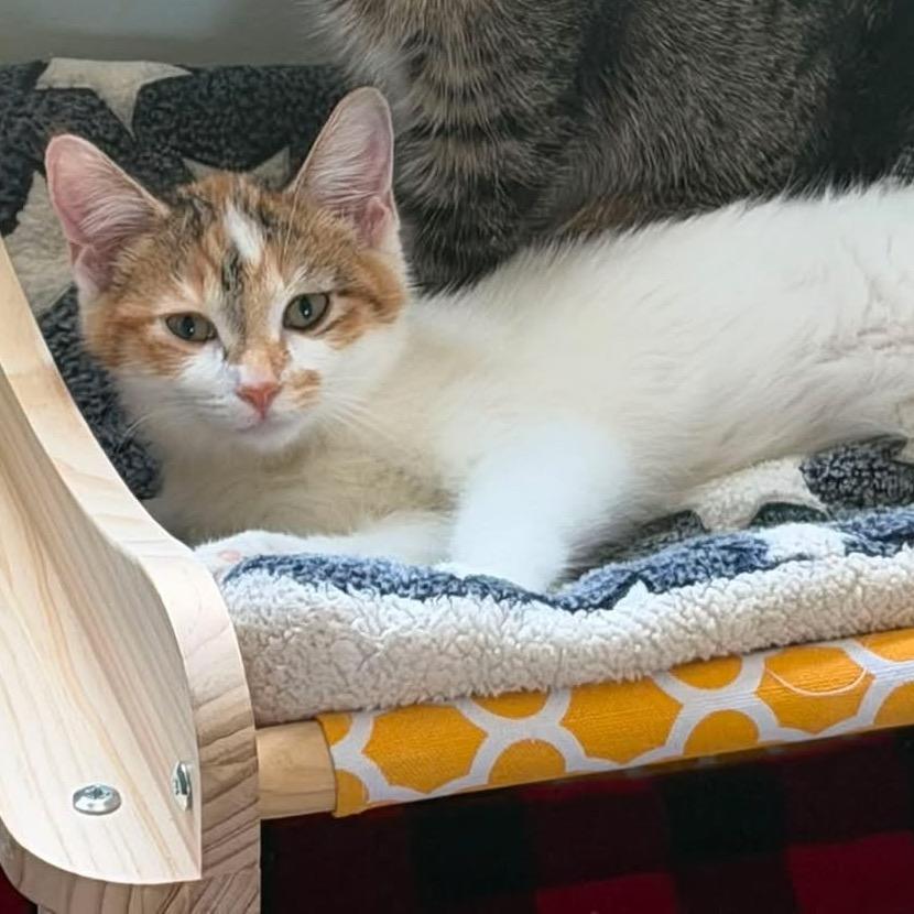 Enlarge Blanche, a Adoptable Domestic Short Hair in Richland, MI image 3/4