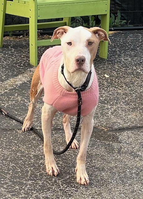 Tootsie, an adoption pending mixed breed in Oak Park, MI image 3/5