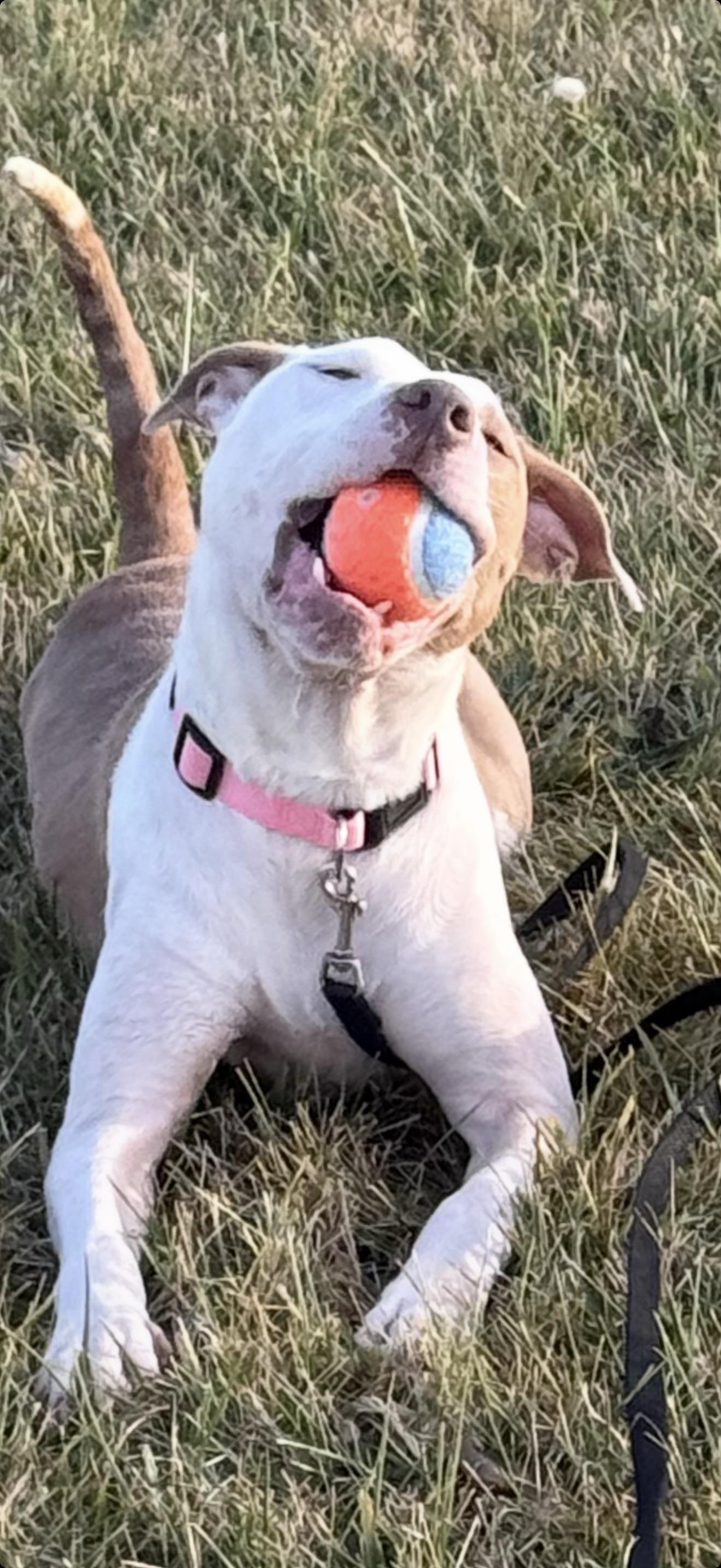 Tootsie, adopted, Young Female Mixed Breed.