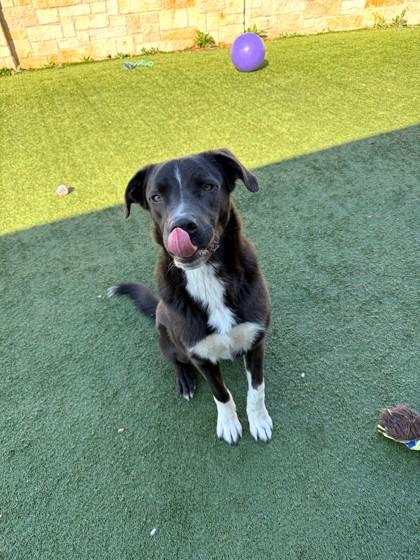 Ollie, Adoptable, Young Male Retriever & Mixed Breed.