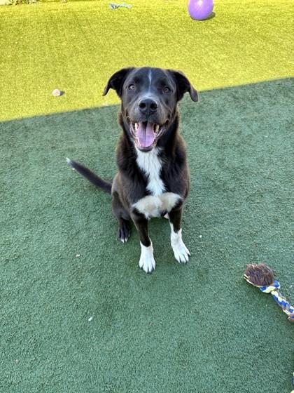 Enlarge Ollie, a Adoptable mixed breed in North Richland Hills, TX image 2/2