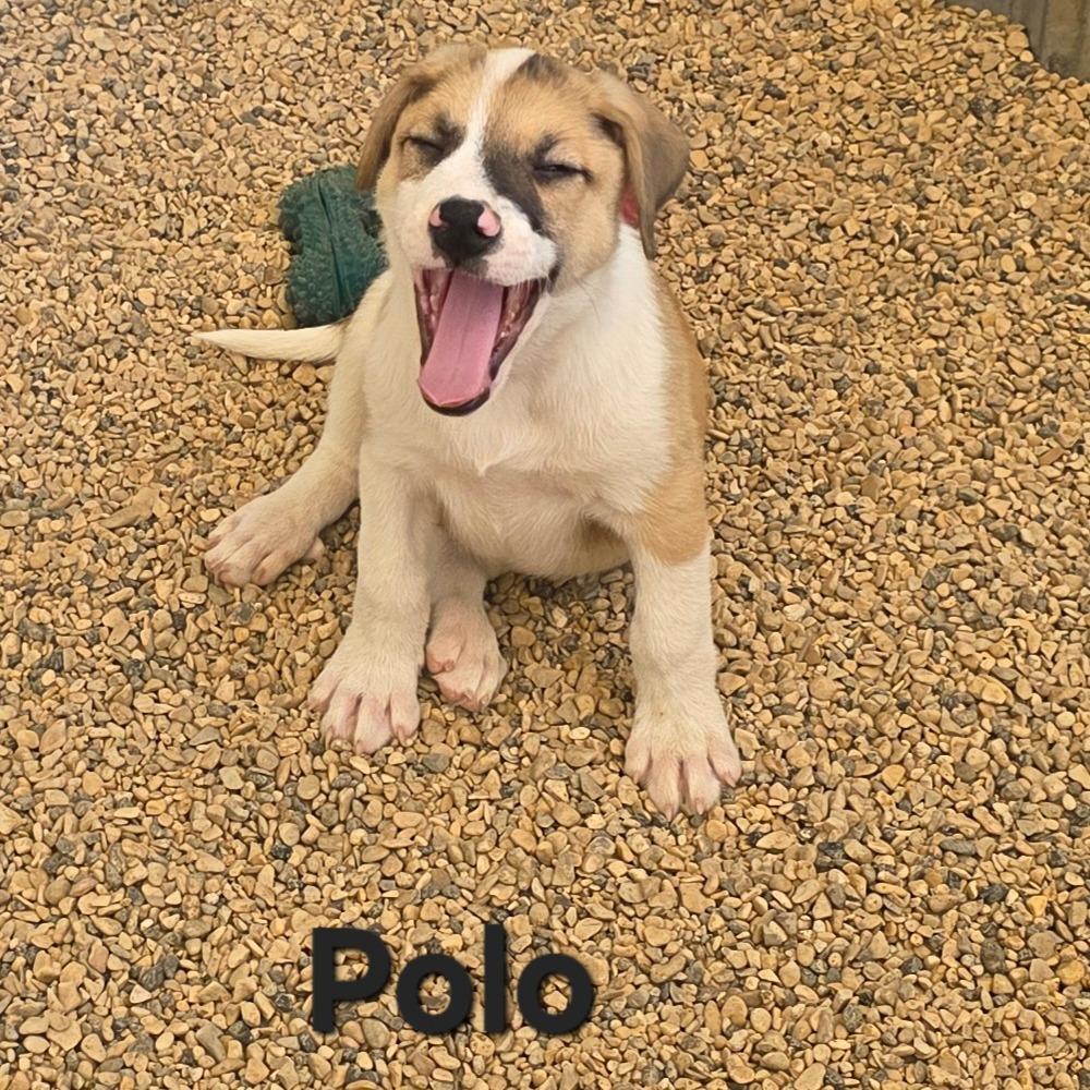 Polo JuM 5