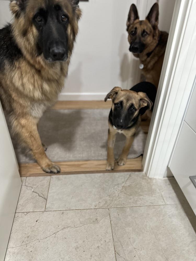 Rumi, Adoptable, Puppy Female German Shepherd Dog.