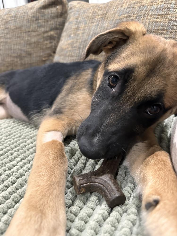 Enlarge Rumi, a Adoptable mixed breed in Palo Alto, CA image 2/6