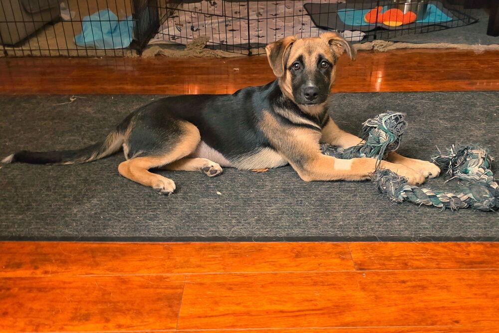 Rumi, a Adoptable mixed breed in Palo Alto, CA image 3/6