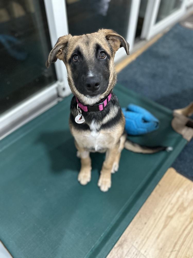 Enlarge Rumi, a Adoptable mixed breed in Palo Alto, CA image 3/6