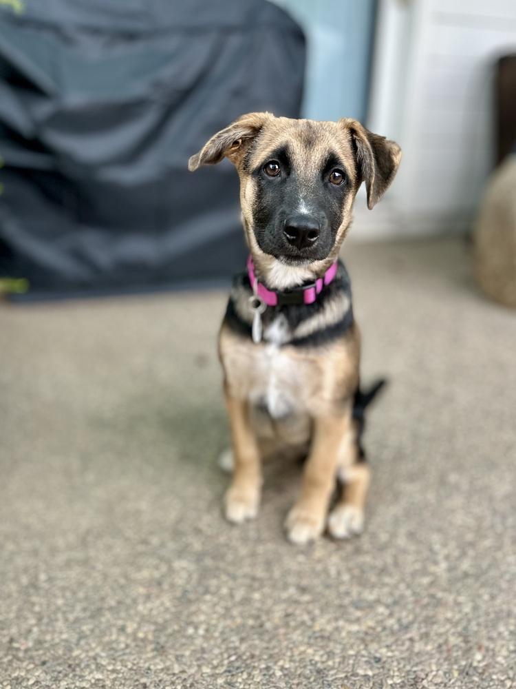 Enlarge Rumi, a Adoptable mixed breed in Palo Alto, CA image 4/6