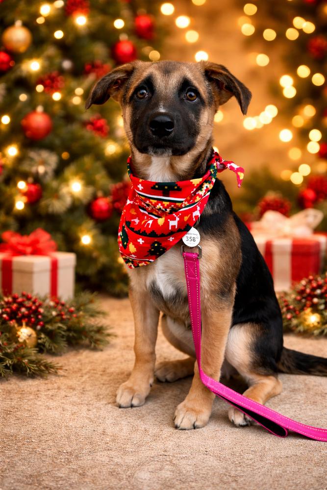 Enlarge Rumi, a Adoptable mixed breed in Palo Alto, CA image 5/6