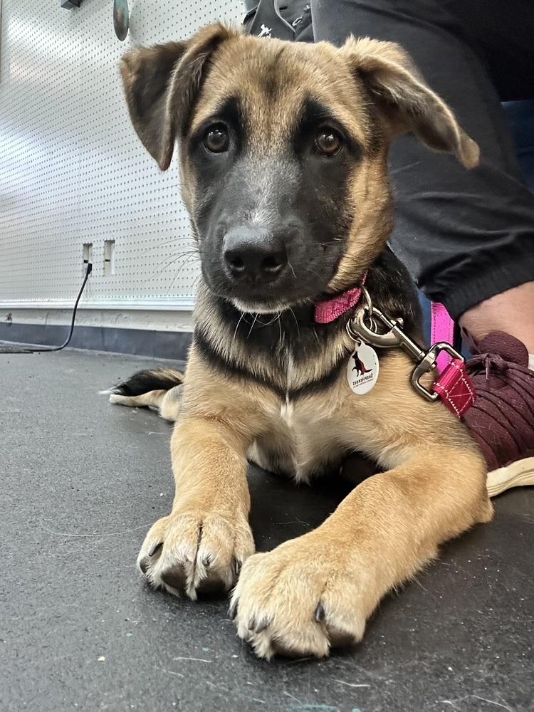 Enlarge Rumi, a Adoptable mixed breed in Palo Alto, CA image 6/6