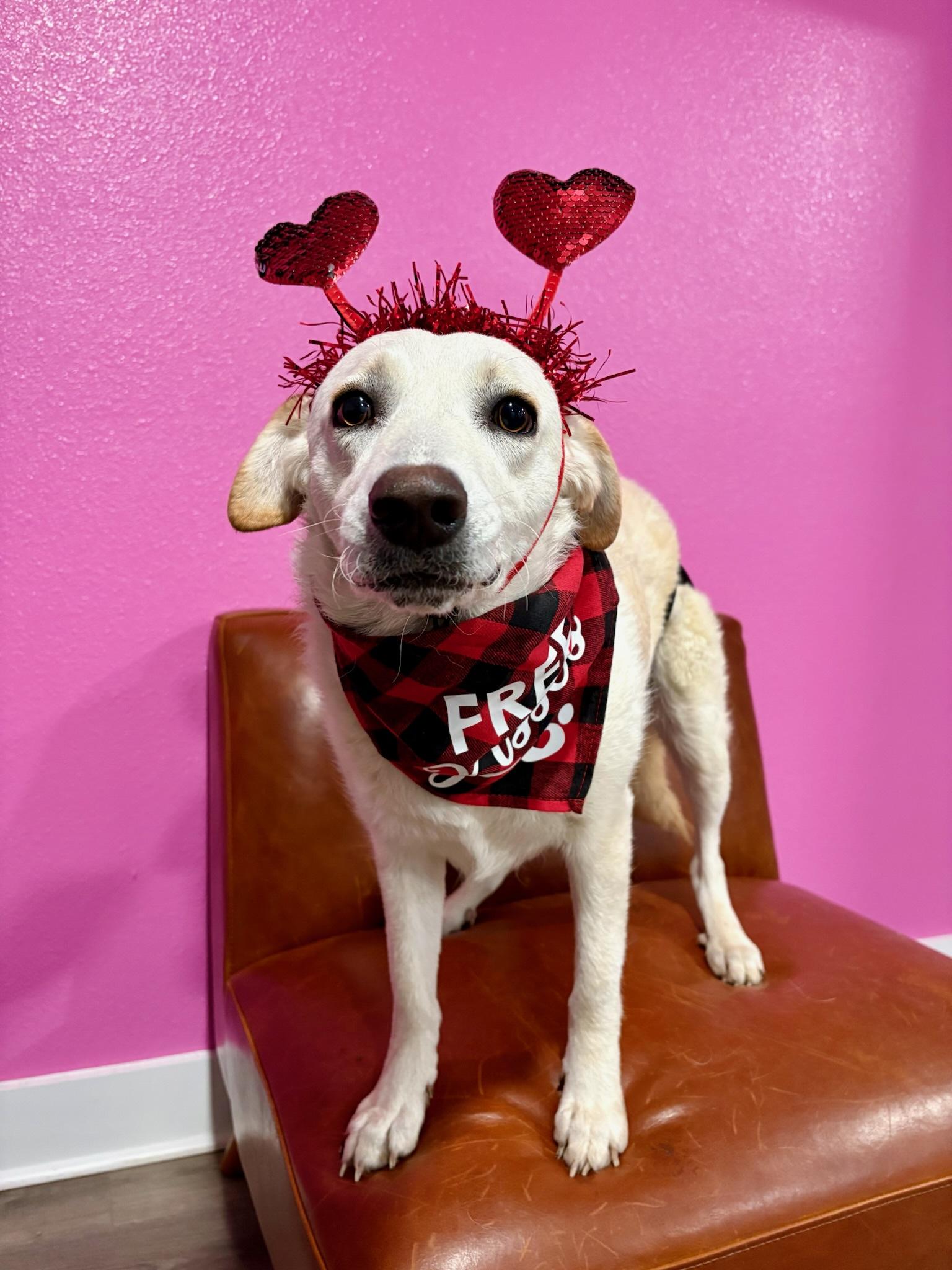 Enlarge Heaven sparkler, a Adoptable mixed breed in Houston, TX image 2/5