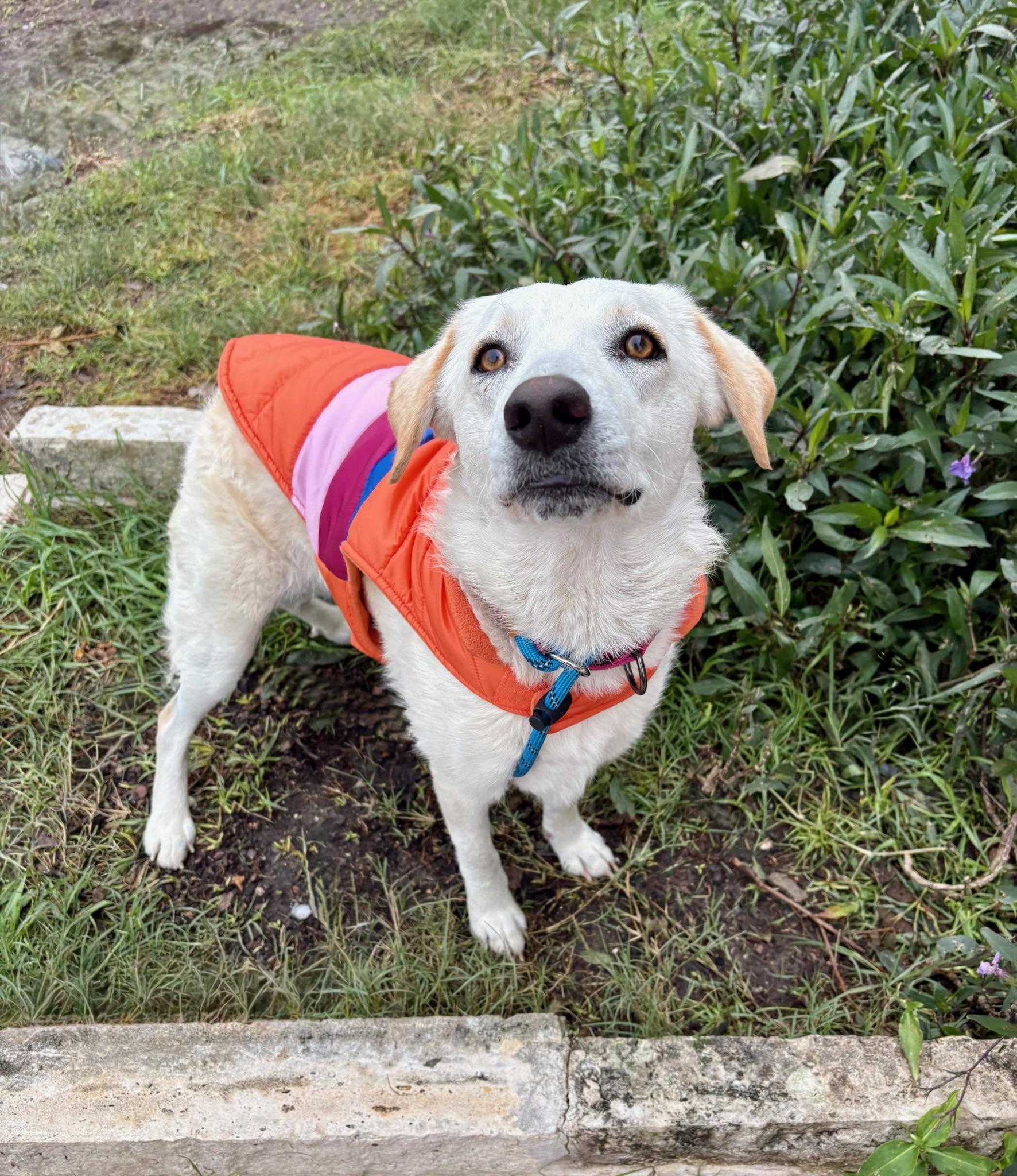 Enlarge Heaven sparkler, a Adoptable mixed breed in Houston, TX image 3/5