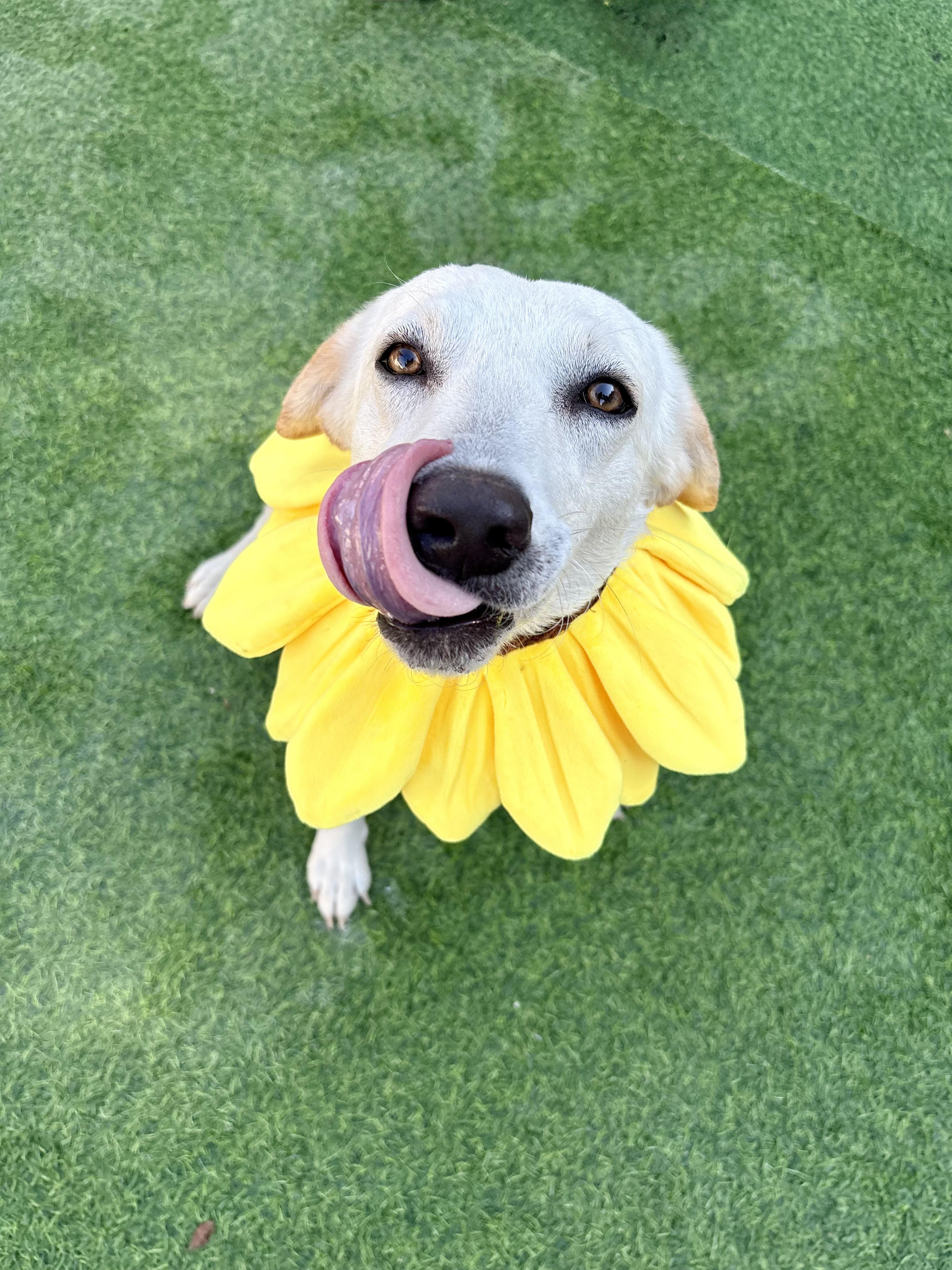 Enlarge Heaven sparkler, a Adoptable mixed breed in Houston, TX image 4/5
