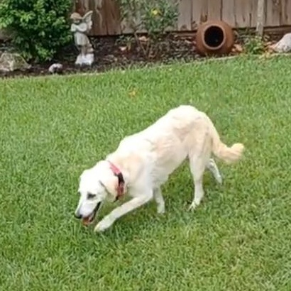 Enlarge Heaven sparkler, a Adoptable mixed breed in Houston, TX image 5/5