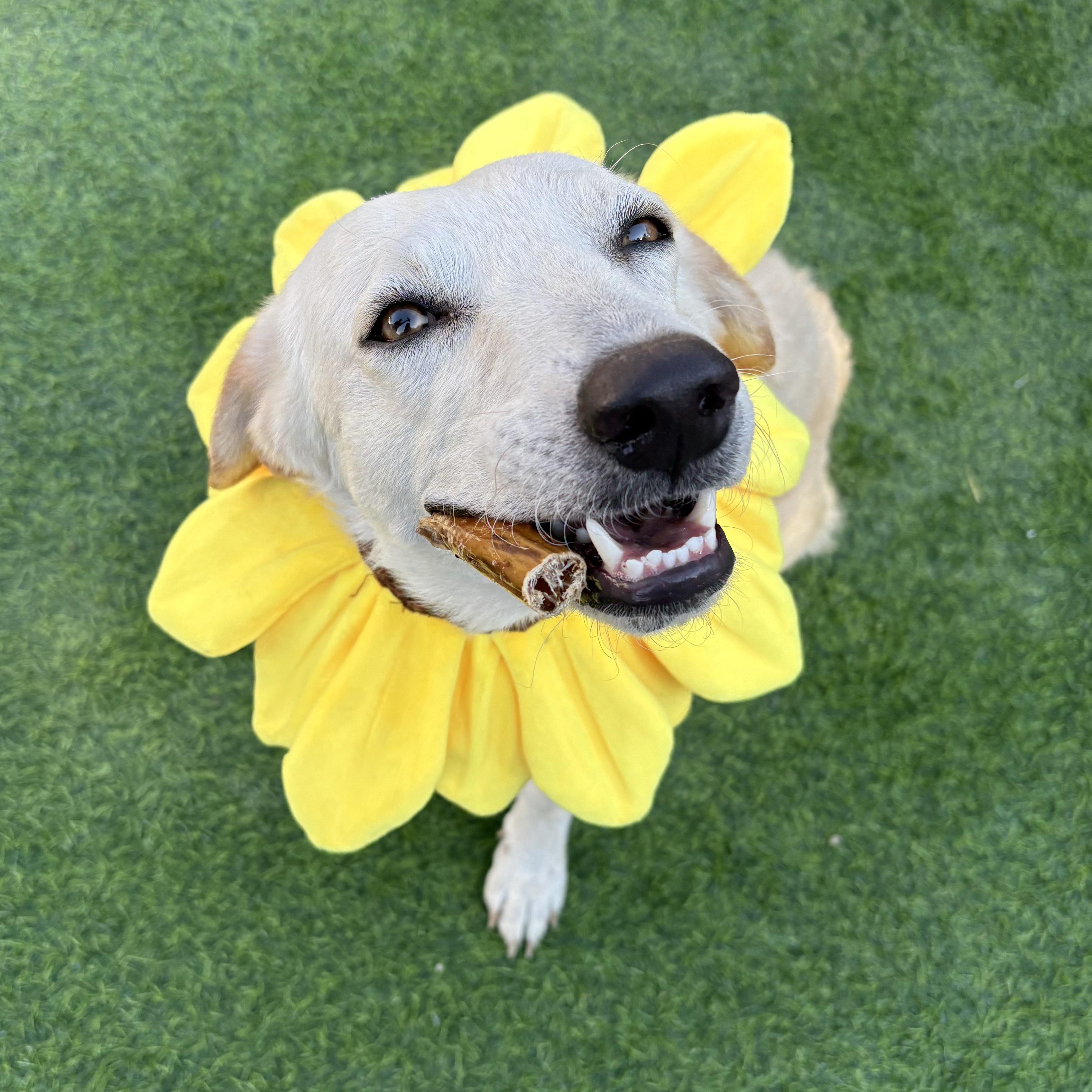 Enlarge Heaven sparkler, a Adoptable mixed breed in Houston, TX image 1/5