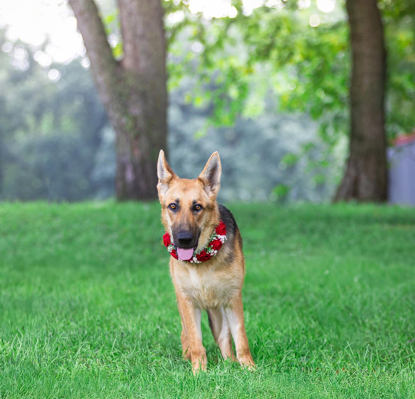 Maxine, Adoptable, Young Female German Shepherd Dog.