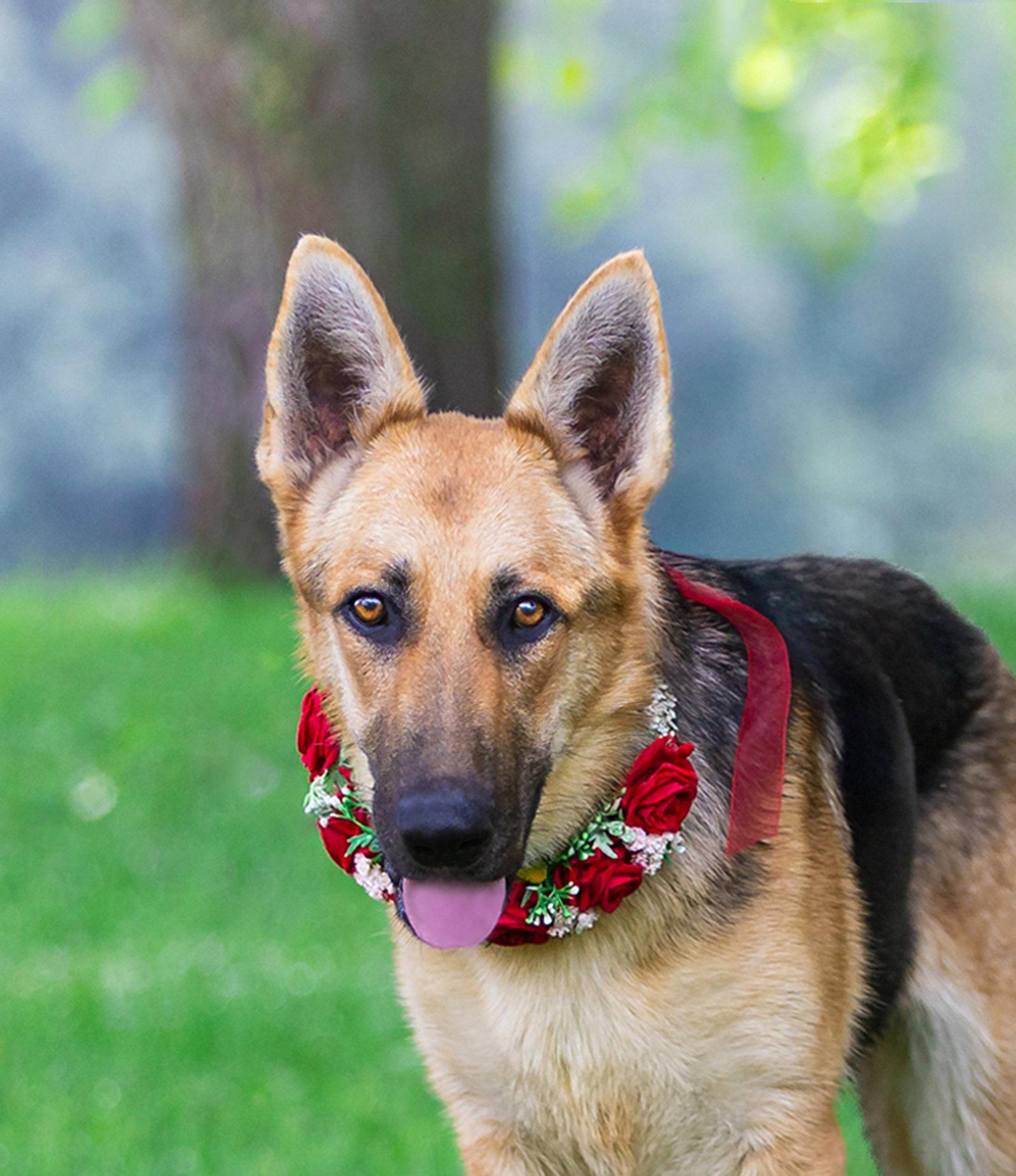 Enlarge Maxine, a Adoptable German Shepherd Dog in Coatesville, PA image 2/3