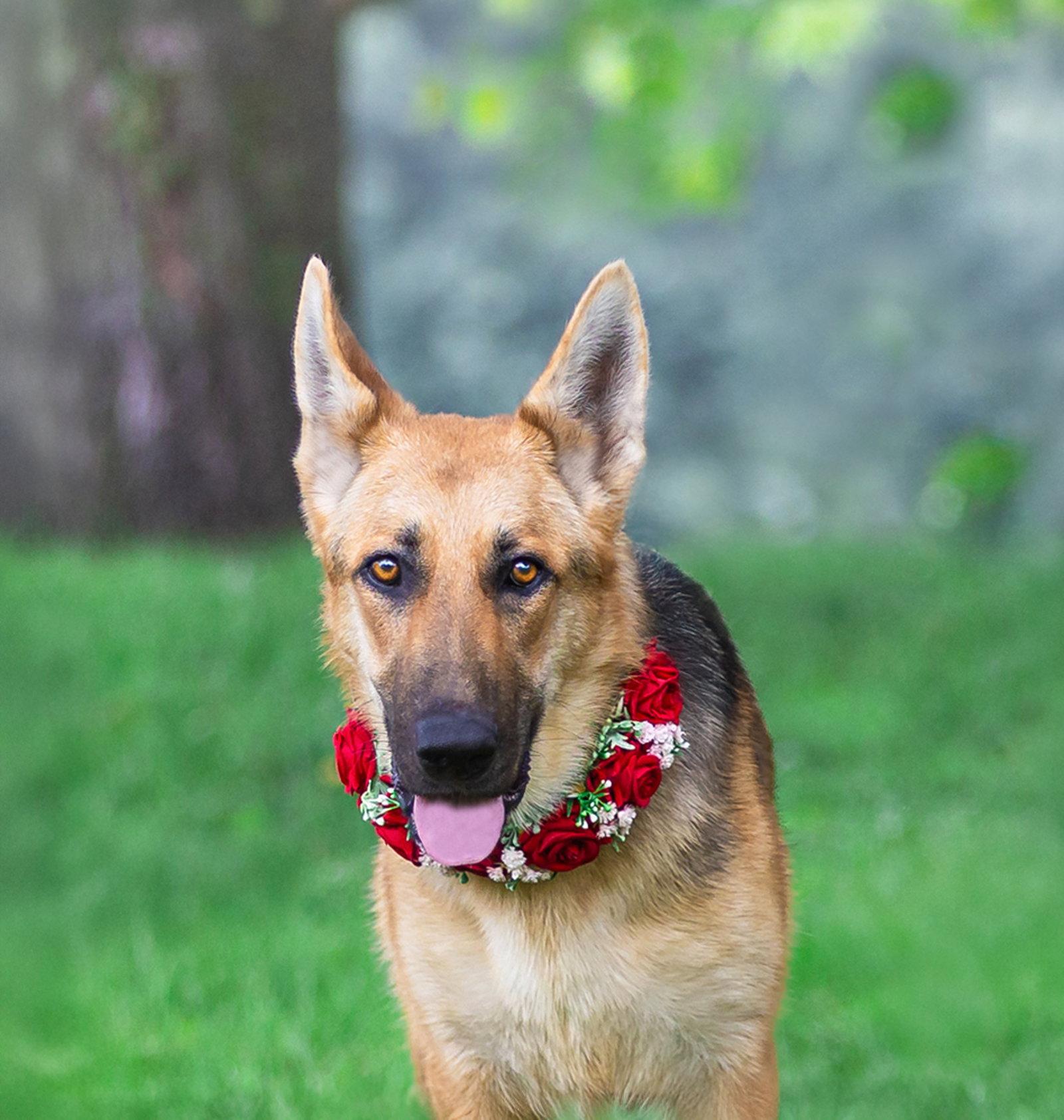 Enlarge Maxine, a Adoptable German Shepherd Dog in Coatesville, PA image 3/3