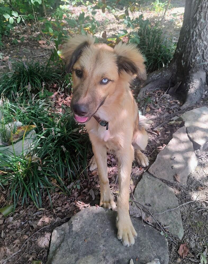 Enlarge Gauge #5301, a Adoptable mixed breed in Soddy Daisy, TN image 1/5