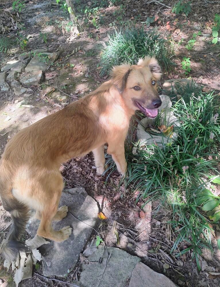 Enlarge Gauge #5301, a Adoptable mixed breed in Soddy Daisy, TN image 3/5