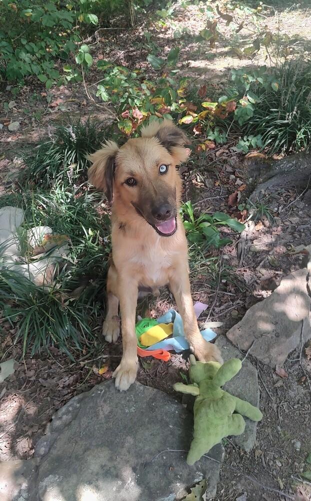 Enlarge Gauge #5301, a Adoptable mixed breed in Soddy Daisy, TN image 4/5
