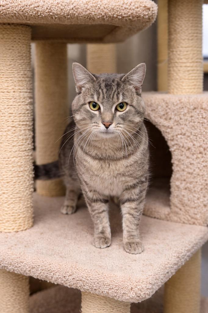 Henry, Adoptable, Young Male Domestic Short Hair.