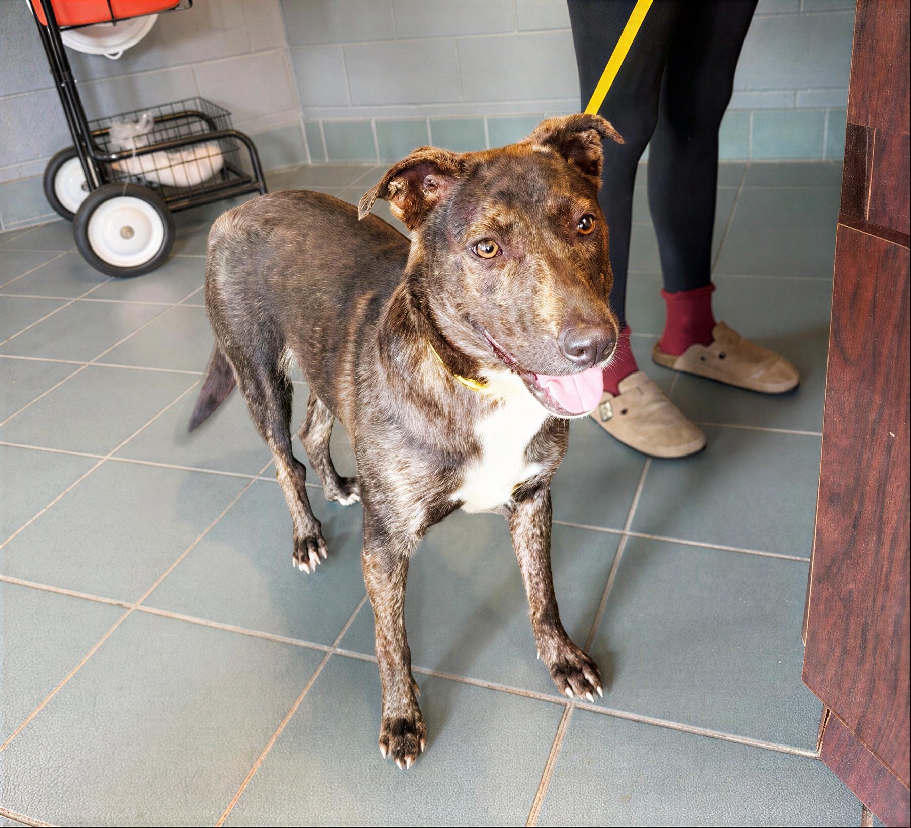 Cayenne, a ADOPTABLE Mixed Breed in Nashville, TN image 2/2