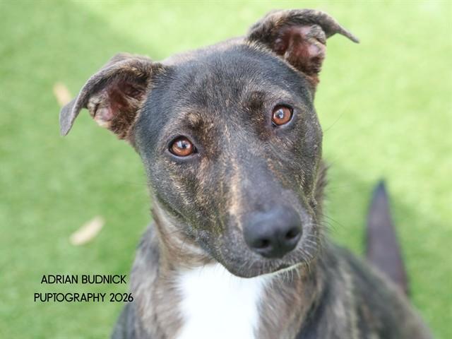 Cayenne, a ADOPTABLE Mixed Breed in Nashville, TN image 1/2