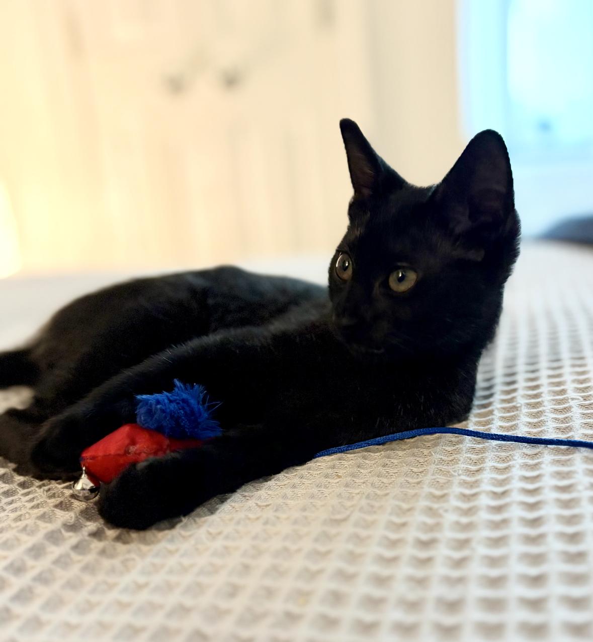 Enlarge Felicity, a Adoptable Domestic Short Hair in Denver, CO image 3/6