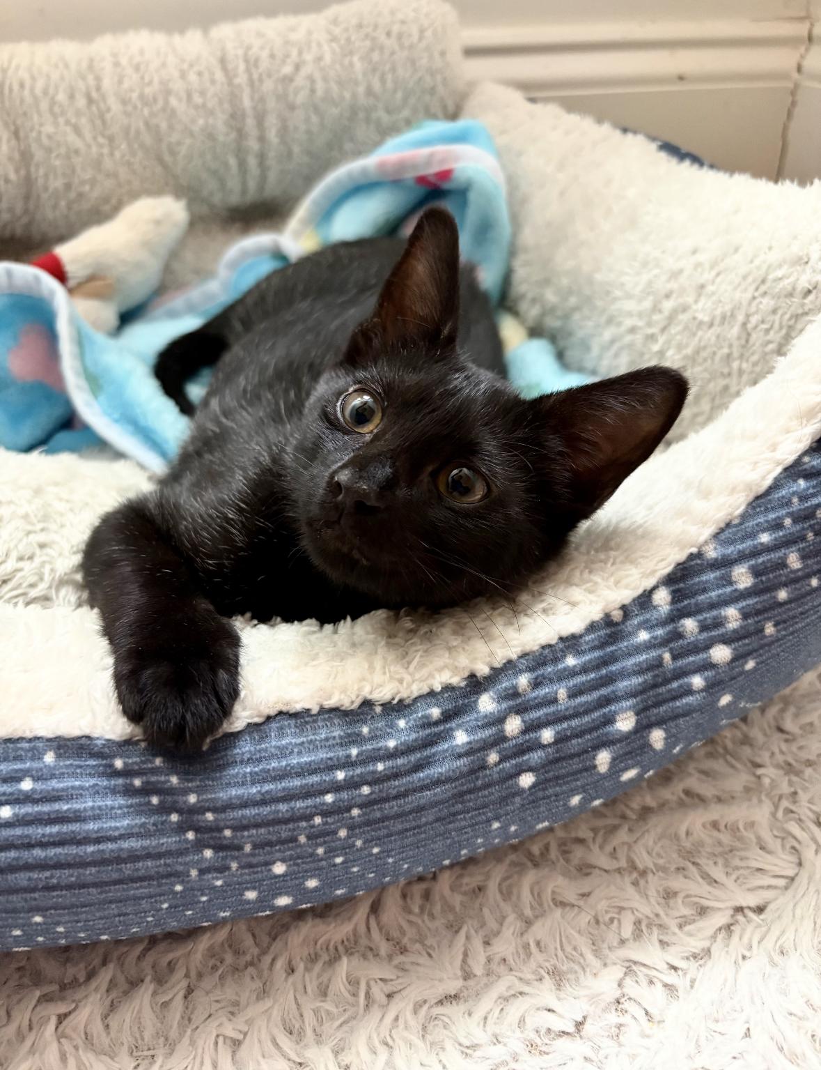 Enlarge Felicity, a Adoptable Domestic Short Hair in Denver, CO image 4/6