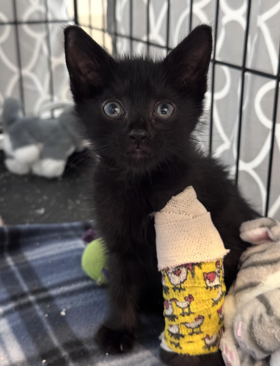 Enlarge Felicity, a Adoptable Domestic Short Hair in Denver, CO image 5/6
