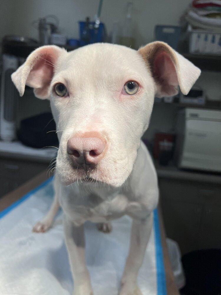 Lena (GA), Adoptable, Young Female American Bulldog.