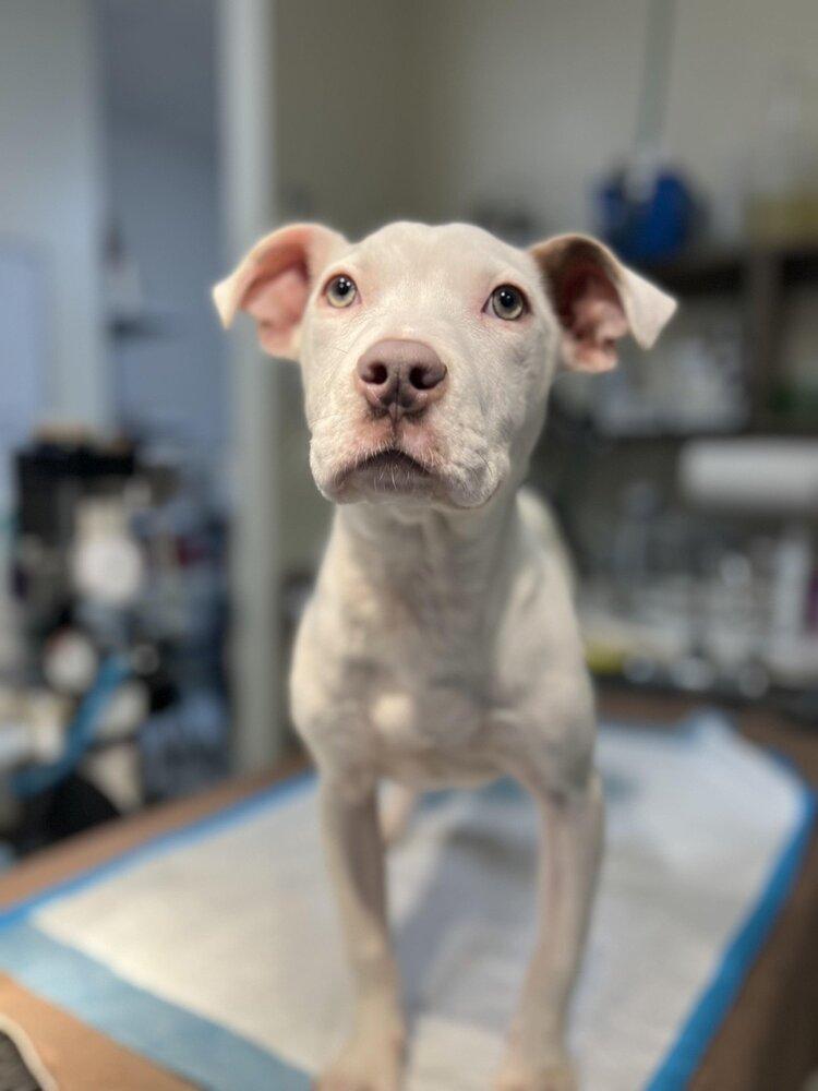 Enlarge Lena (GA), a Adoptable American Bulldog in New York, NY image 3/3