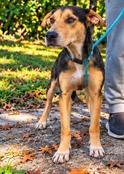 Enlarge Snorkle, a Adoptable mixed breed in Neosho, MO image 1/1