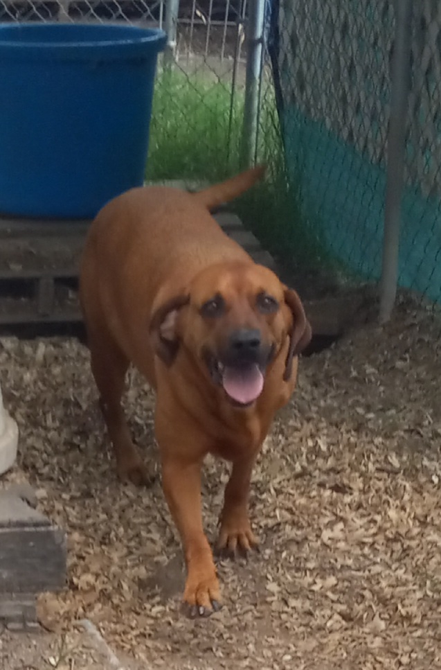 Lucy, a Adoptable mixed breed in Seguin, TX image 2/3