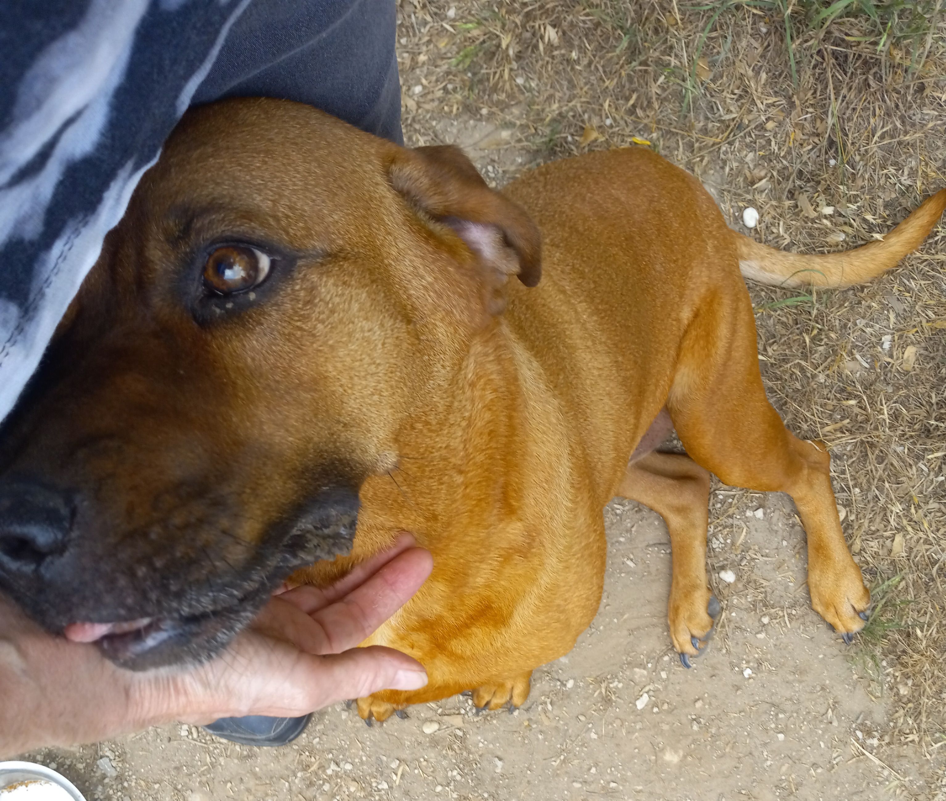 Lucy, Adoptable, Adult Female Redbone Coonhound & Mixed Breed.