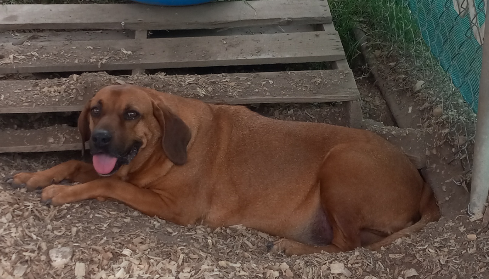 Lucy, a Adoptable mixed breed in Seguin, TX image 3/3