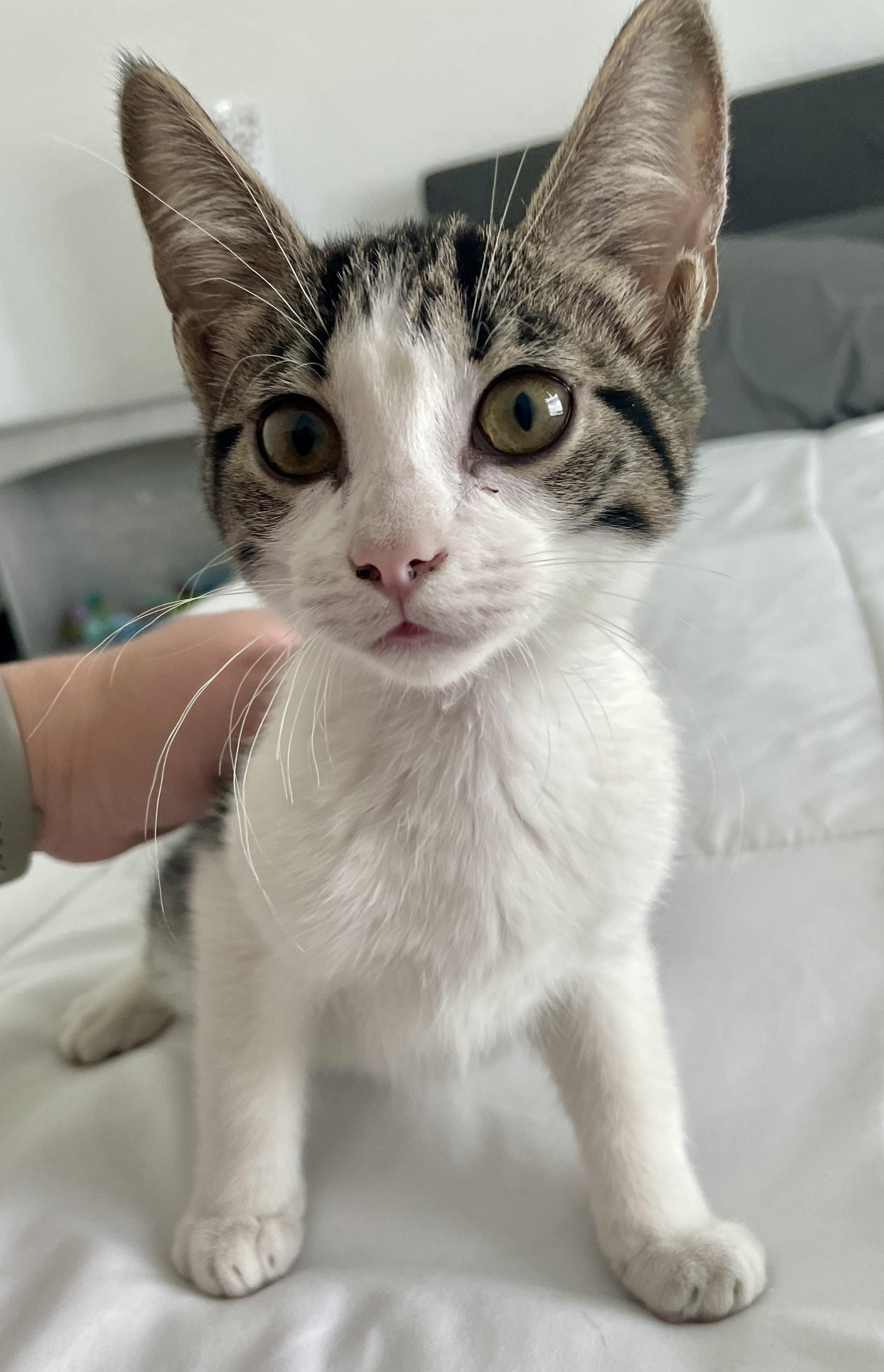 Cortina CR, an adopted Domestic Short Hair in Schertz, TX image 2/2