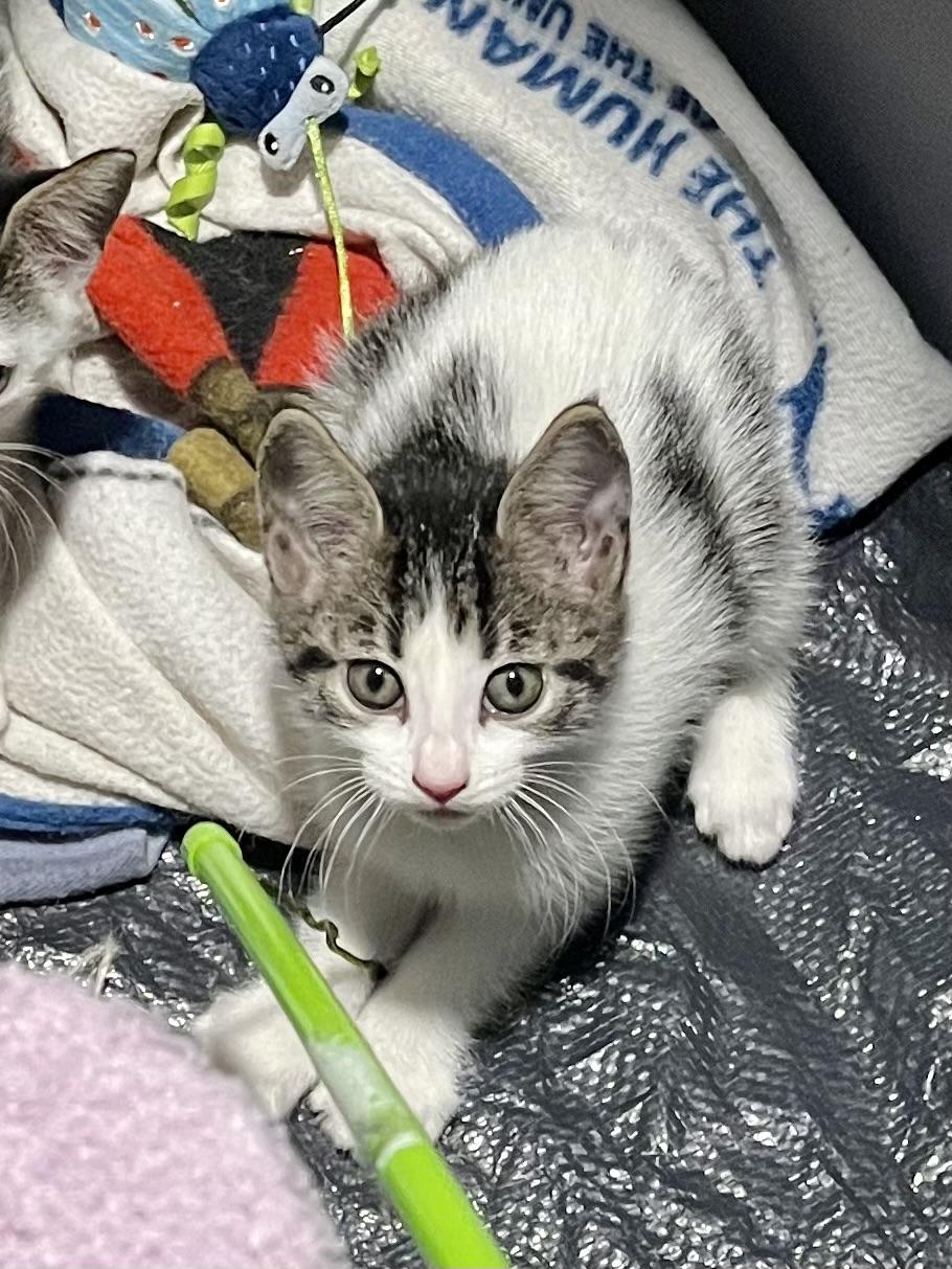 Cortina CR, an adopted Domestic Short Hair in Schertz, TX image 1/2