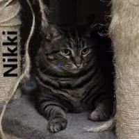 Nikki, Adoptable, Senior Female Domestic Short Hair.