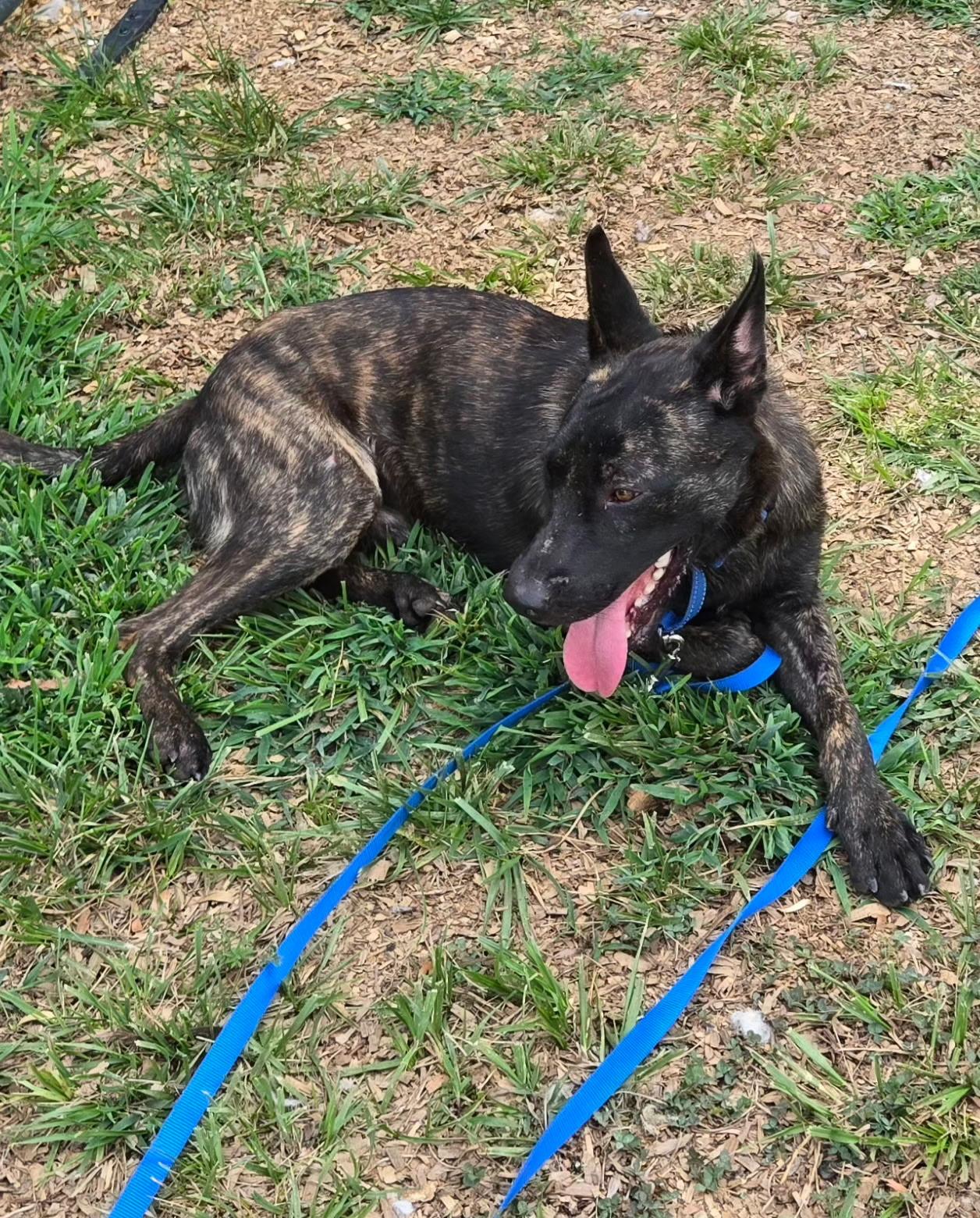 Remco, adopted, Young Male Dutch Shepherd.