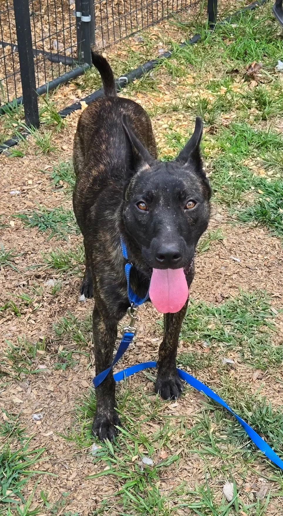 Remco, an adopted Dutch Shepherd in Rome, GA image 3/3
