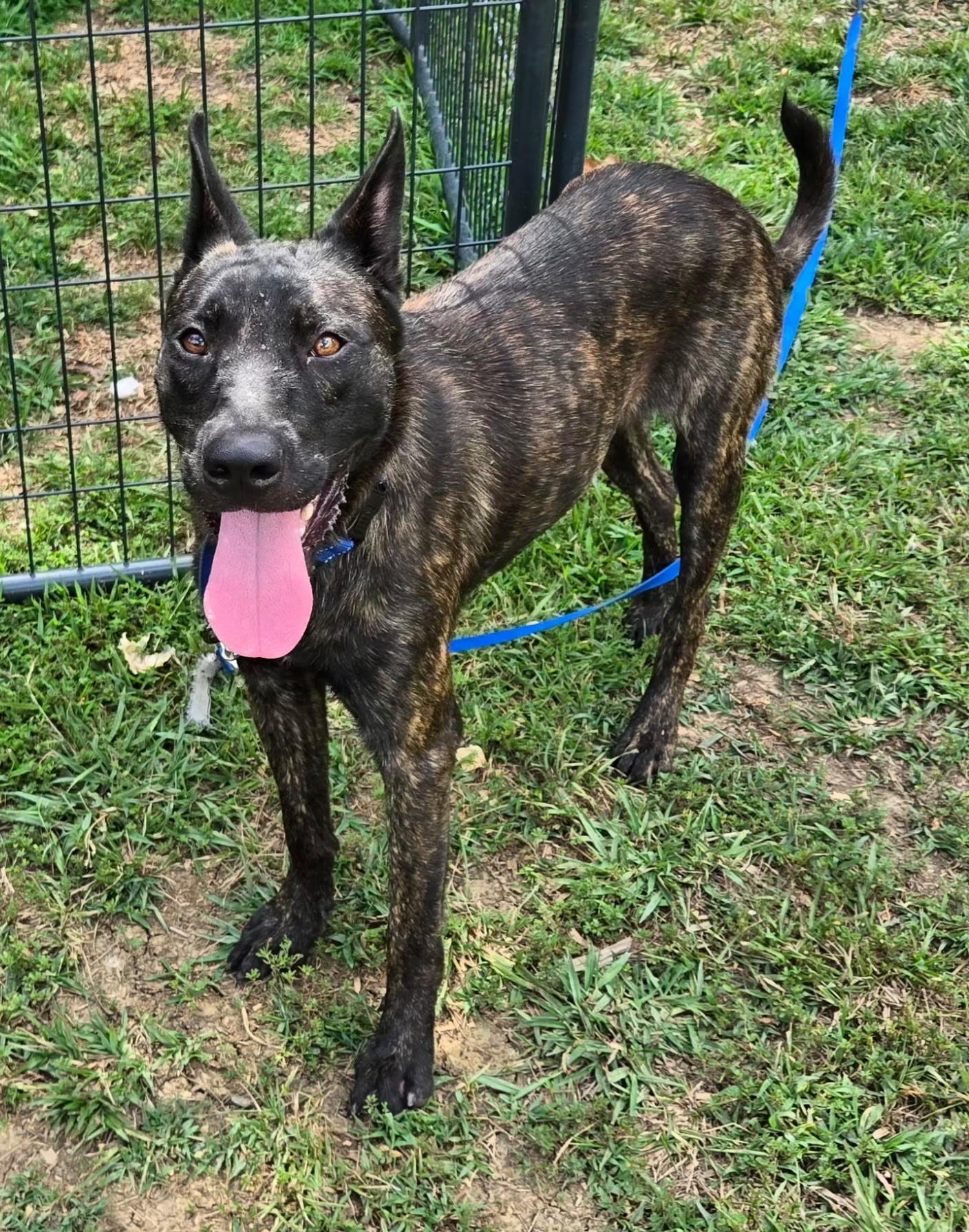 Remco, an adopted Dutch Shepherd in Rome, GA image 2/3