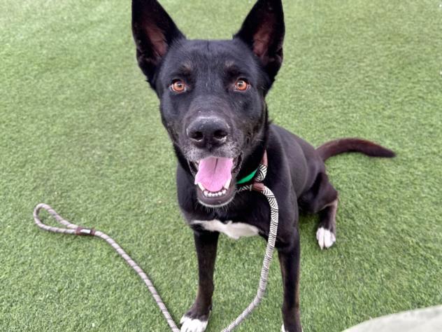 Enlarge GARBANZO, a Adoptable mixed breed in Phoenix, AZ image 1/1