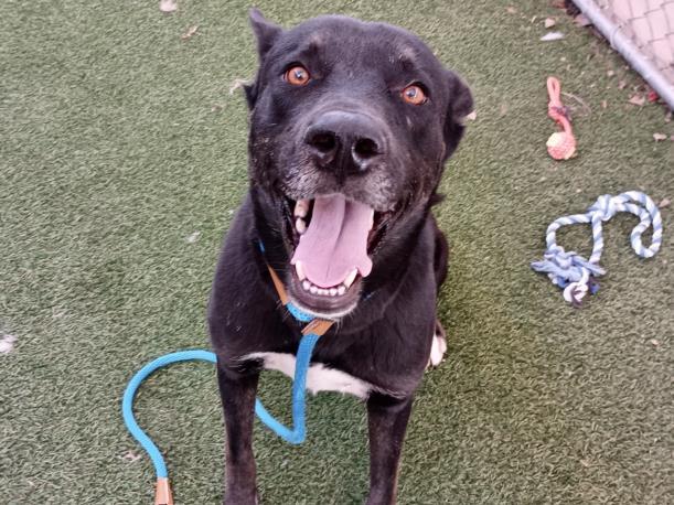 GARBANZO, Adoptable, Adult Male Labrador Retriever & Mixed Breed.