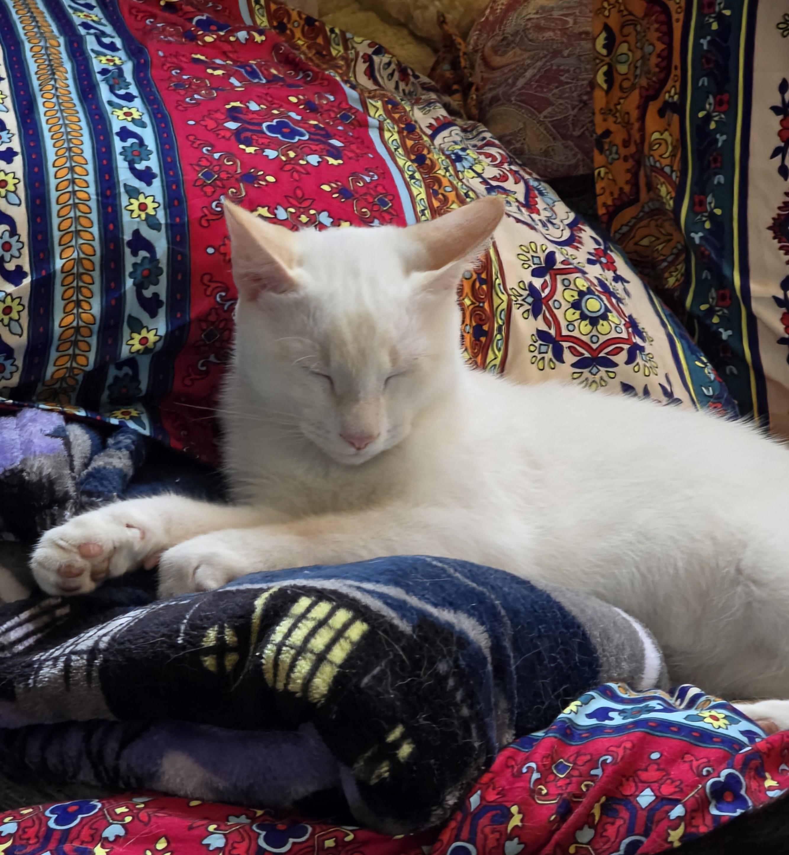 Ziggy, Adoptable, Young Male Domestic Short Hair & American Shorthair.