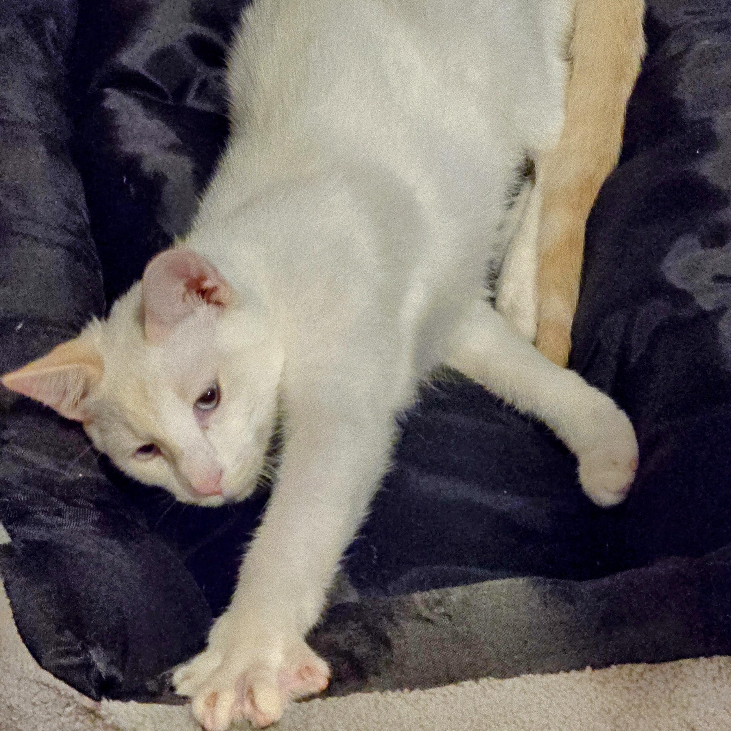 Ziggy, a Adoptable mixed breed in New Port Richey, FL image 2/2