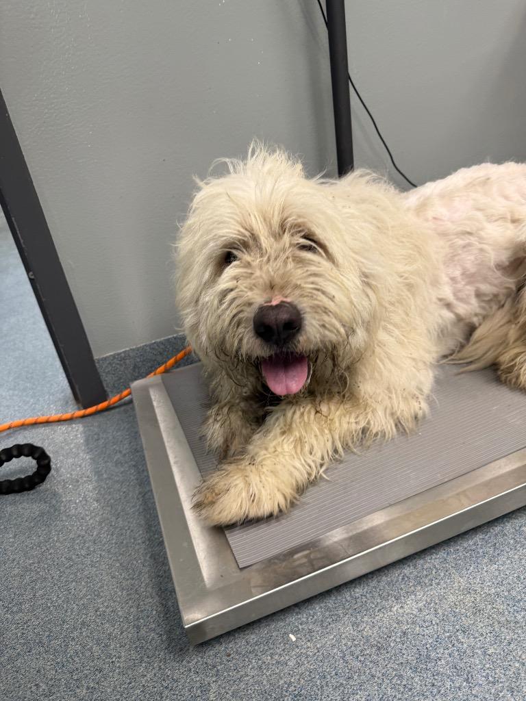 Blizzard, Adoptable, Adult Female Mixed Breed.