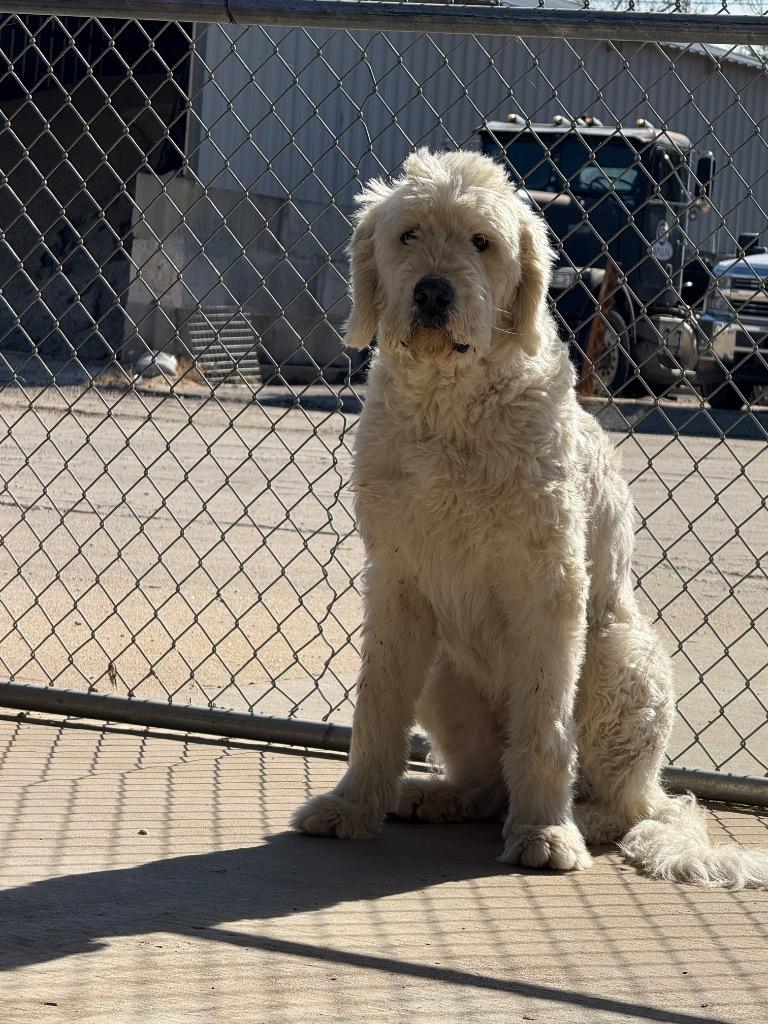 Enlarge Blizzard, a Adoptable mixed breed in Sapulpa, OK image 2/3