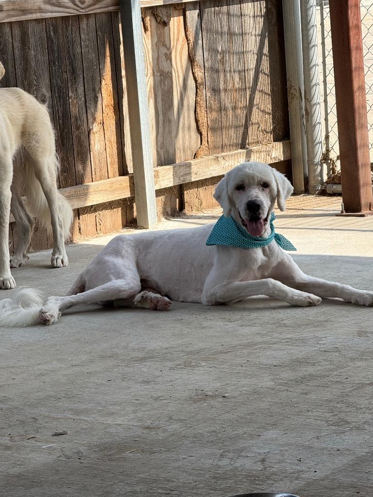 Enlarge Blizzard, a Adoptable mixed breed in Sapulpa, OK image 3/3